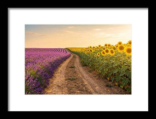 Field Of Lavender And Sunflowers