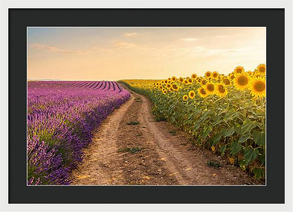 Field Of Lavender And Sunflowers