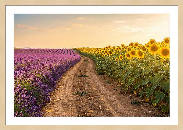 Field Of Lavender And Sunflowers