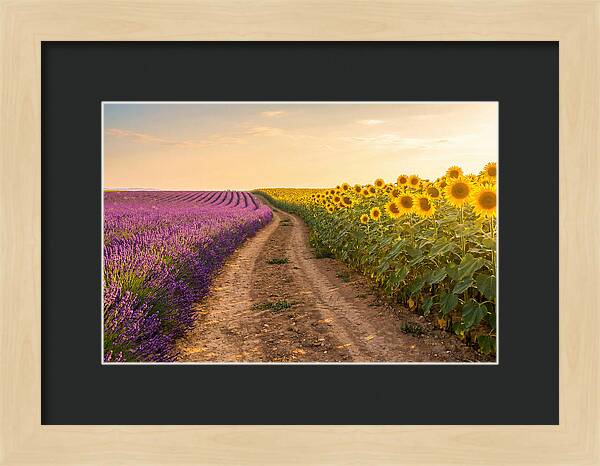 Field Of Lavender And Sunflowers
