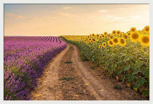 Field Of Lavender And Sunflowers