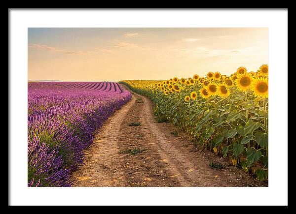 Field Of Lavender And Sunflowers
