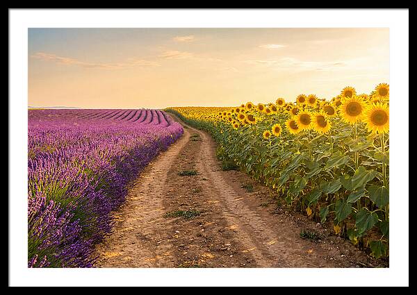 Field Of Lavender And Sunflowers