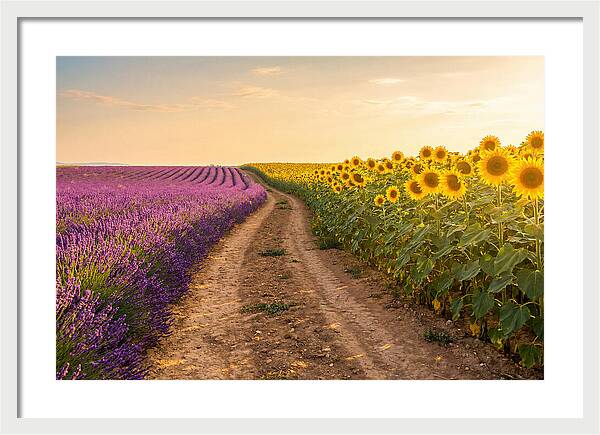 Field Of Lavender And Sunflowers
