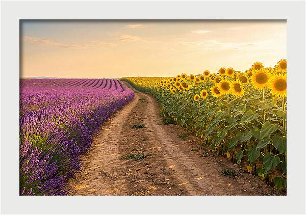 Field Of Lavender And Sunflowers