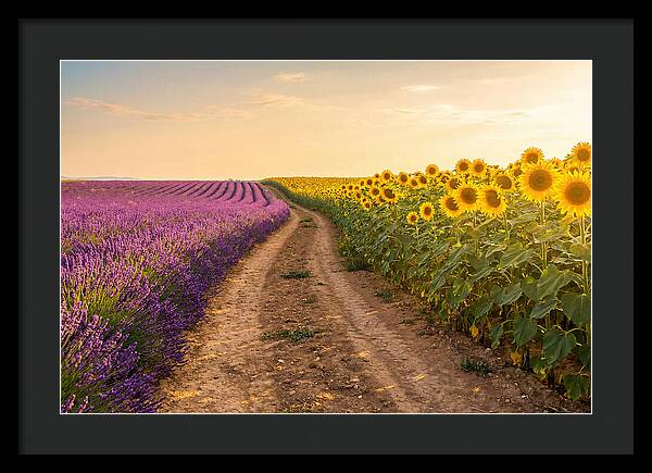 Field Of Lavender And Sunflowers