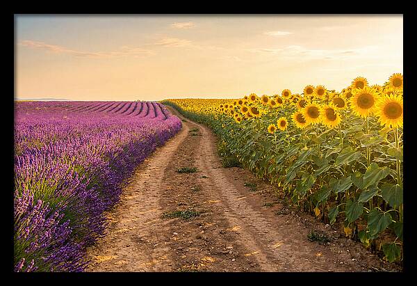 Field Of Lavender And Sunflowers
