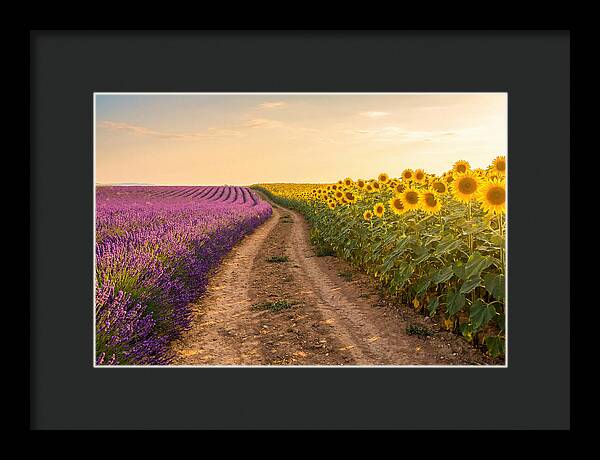 Field Of Lavender And Sunflowers