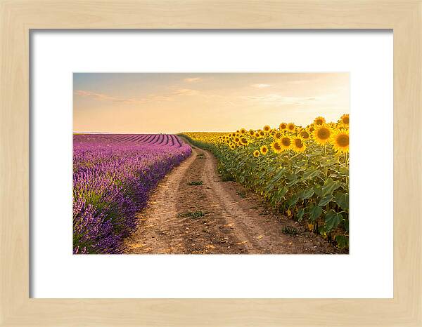 Field Of Lavender And Sunflowers