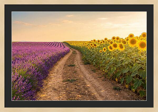 Field Of Lavender And Sunflowers