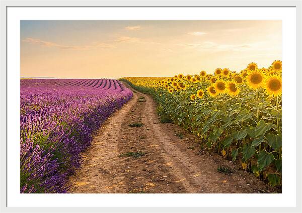 Field Of Lavender And Sunflowers