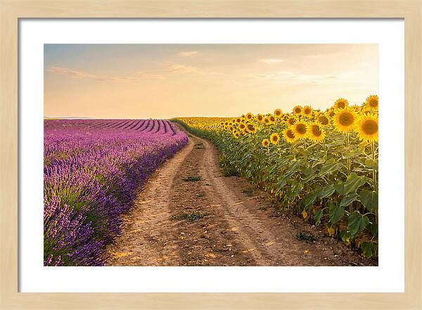 Field Of Lavender And Sunflowers