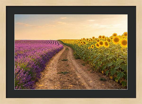 Field Of Lavender And Sunflowers
