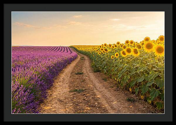 Field Of Lavender And Sunflowers
