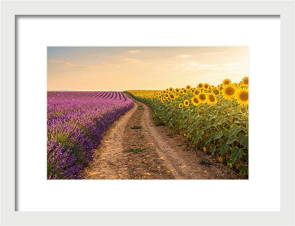 Field Of Lavender And Sunflowers