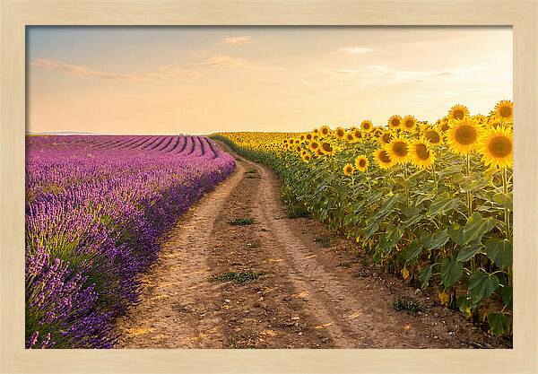 Field Of Lavender And Sunflowers
