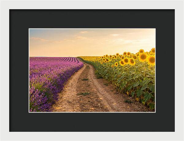 Field Of Lavender And Sunflowers