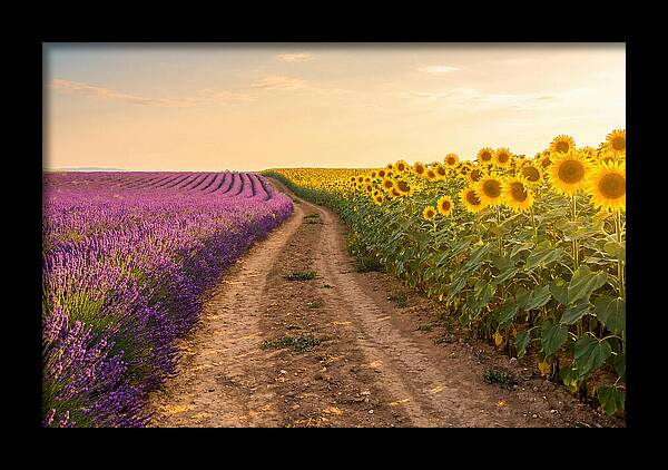 Field Of Lavender And Sunflowers