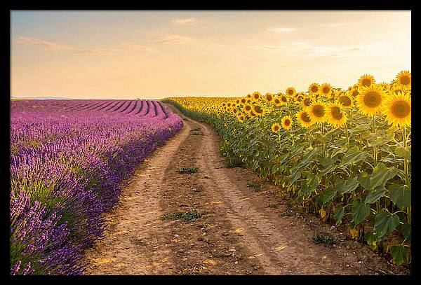 Field Of Lavender And Sunflowers