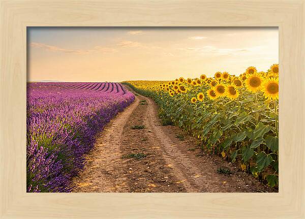 Field Of Lavender And Sunflowers