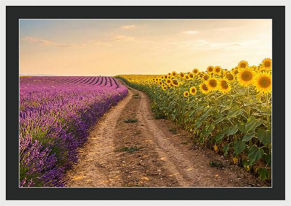 Field Of Lavender And Sunflowers