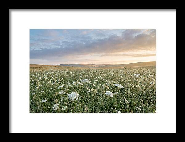 Field Of Queen Annes Lace