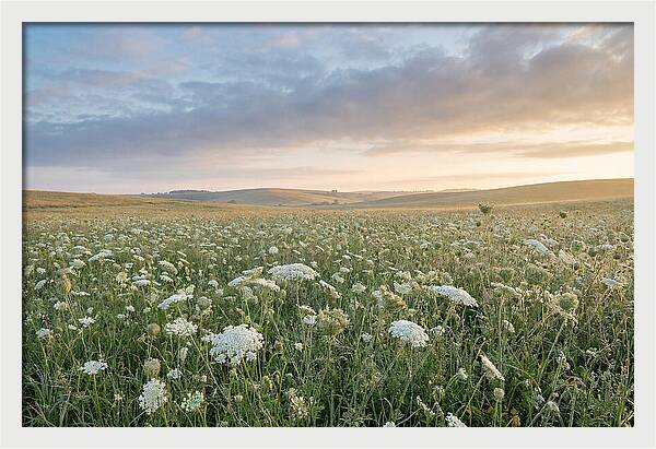 Field Of Queen Annes Lace