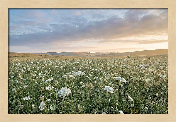 Field Of Queen Annes Lace