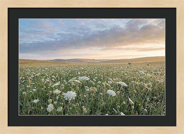 Field Of Queen Annes Lace