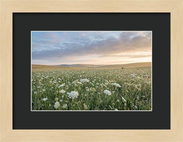 Field Of Queen Annes Lace