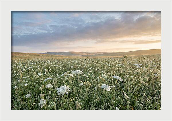 Field Of Queen Annes Lace