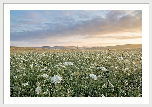 Field Of Queen Annes Lace