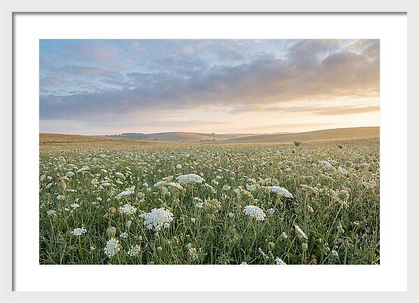 Field Of Queen Annes Lace