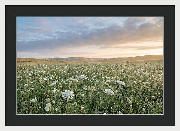 Field Of Queen Annes Lace