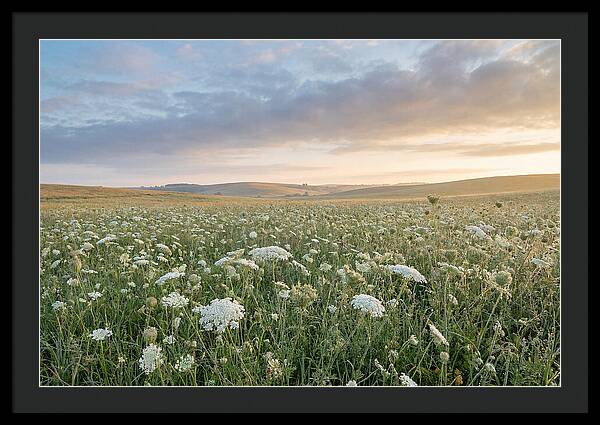 Field Of Queen Annes Lace