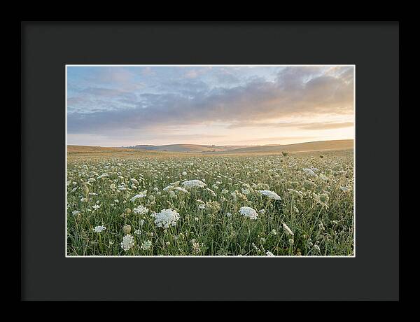 Field Of Queen Annes Lace