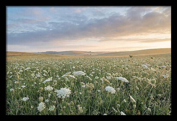 Field Of Queen Annes Lace