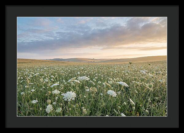 Field Of Queen Annes Lace