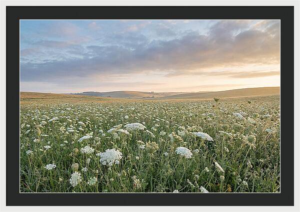 Field Of Queen Annes Lace