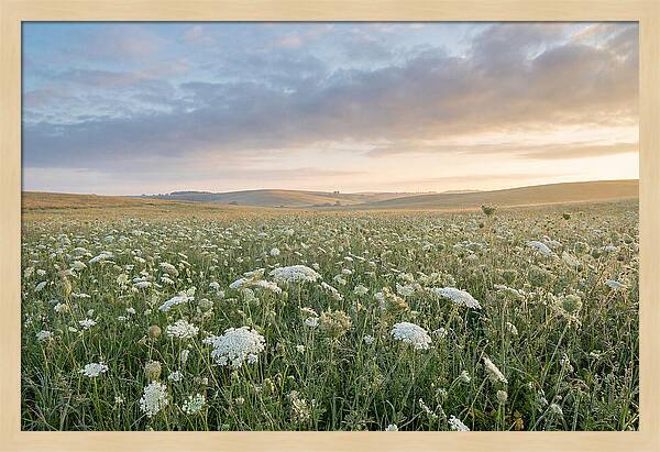 Field Of Queen Annes Lace