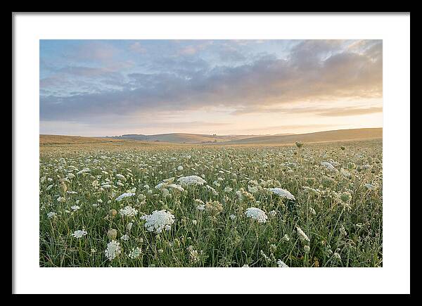 Field Of Queen Annes Lace