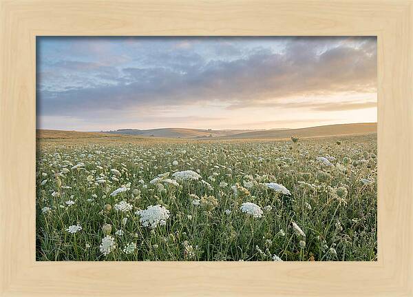 Field Of Queen Annes Lace