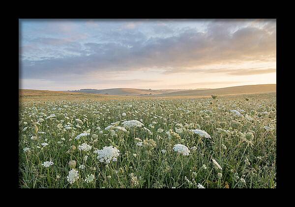 Field Of Queen Annes Lace