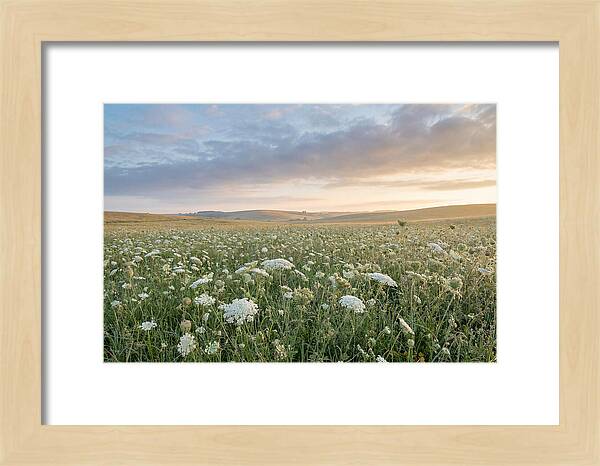 Field Of Queen Annes Lace