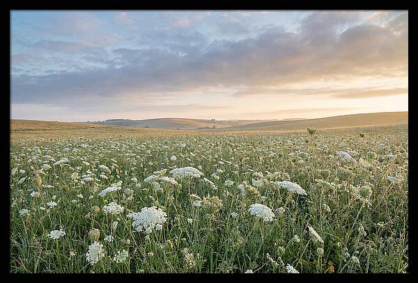 Field Of Queen Annes Lace