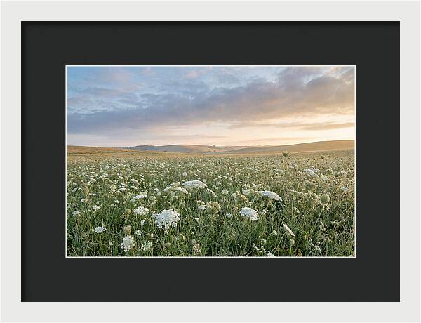 Field Of Queen Annes Lace
