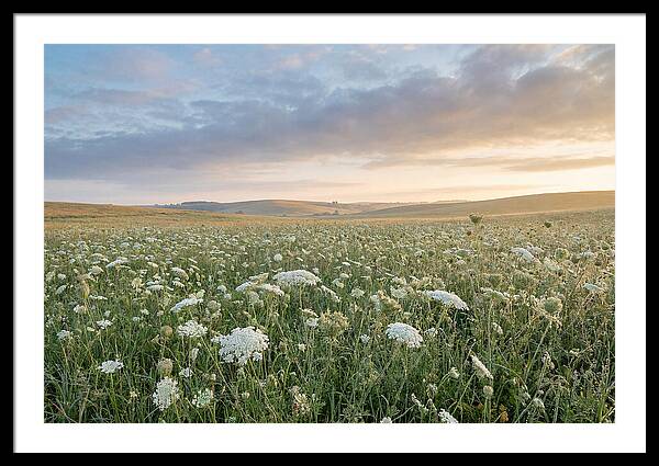 Field Of Queen Annes Lace