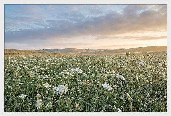 Field Of Queen Annes Lace