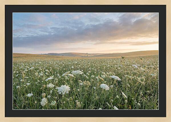 Field Of Queen Annes Lace
