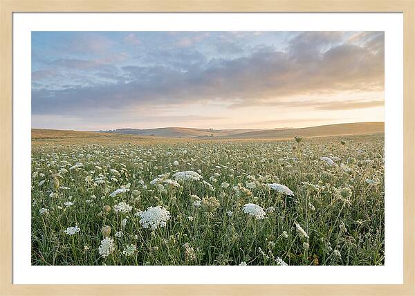 Field Of Queen Annes Lace